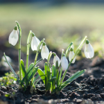 Snowdrops blooming in spring