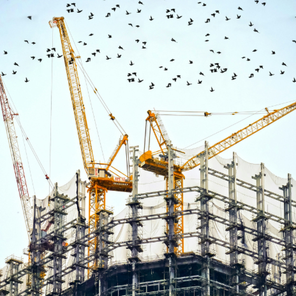A view of the top of a high-rise construction project, with a crowd of birds flying just beyond
