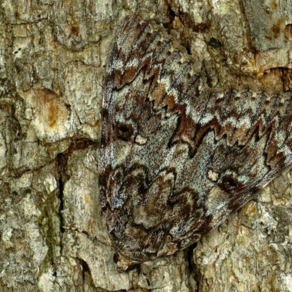 A moth camouflaged against tree bark